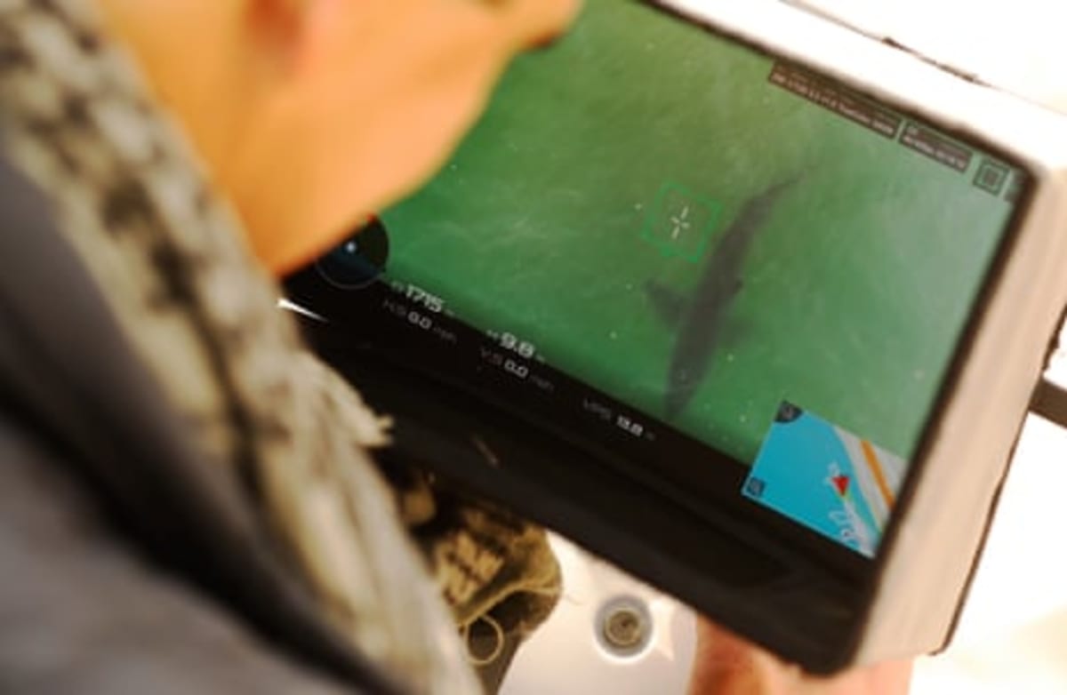 Shark Detection Tech Reveals Lower Bite Risk Than Ever - Image 3