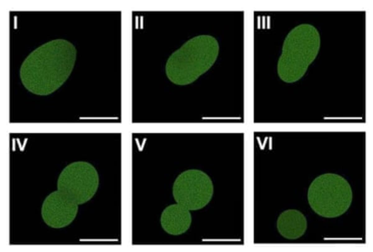 Scientists Build Synthetic Cells That Grow and Divide - Image 4