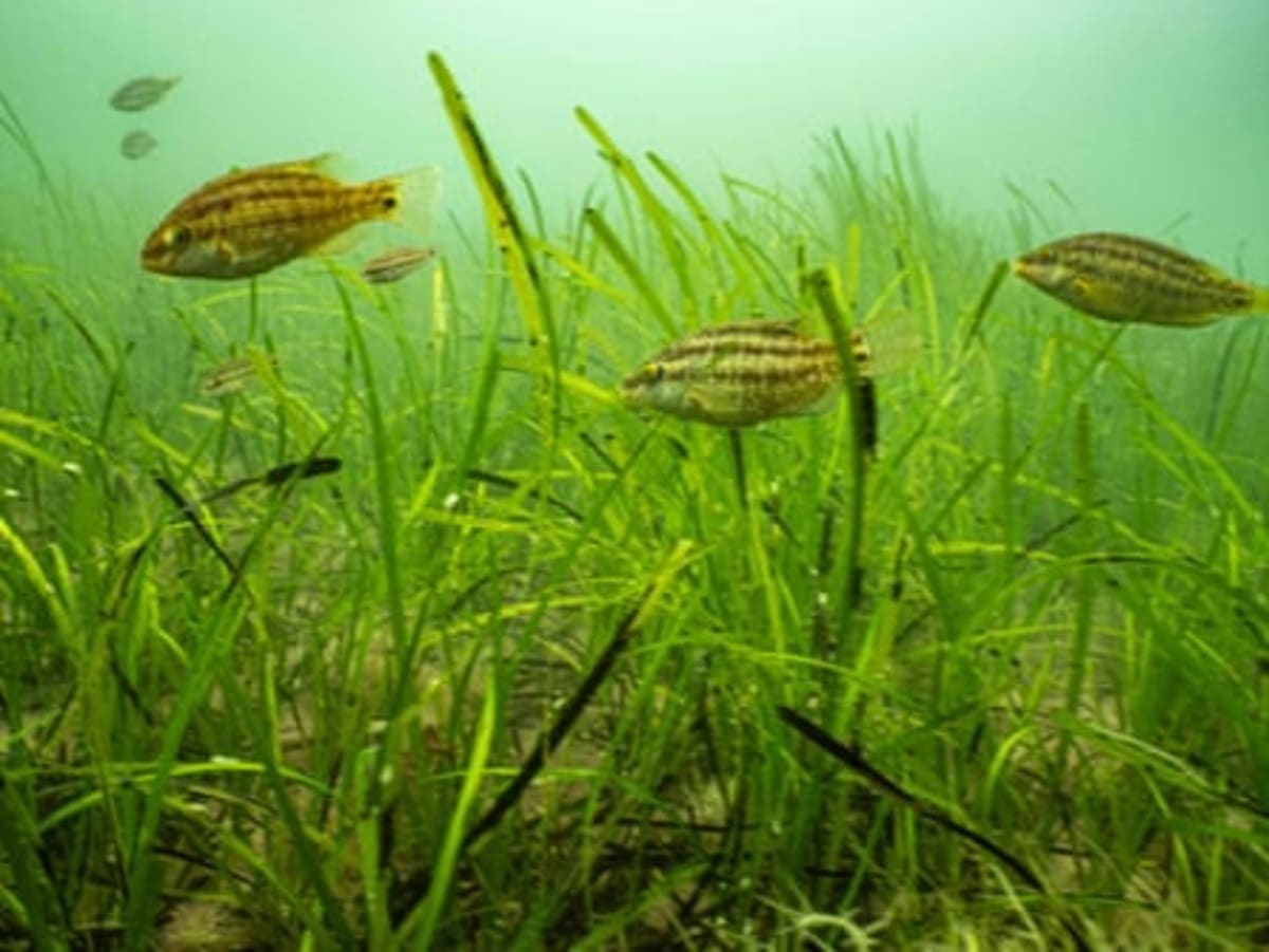 Dorset Seagrass Meadows Heal 94% in Just Five Years - Image 4
