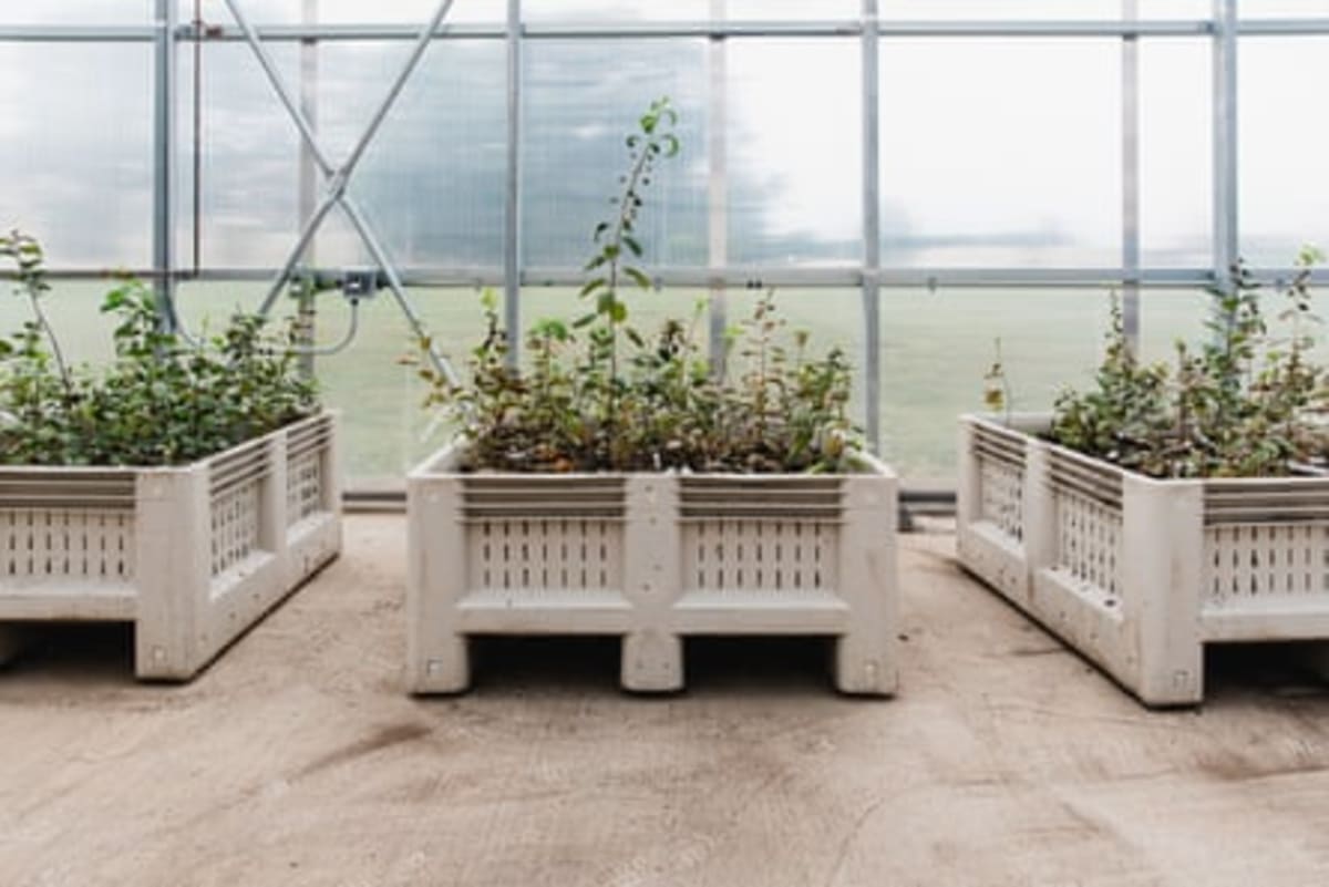 Scientists Build Climate-Proof Apples in New York - Image 4