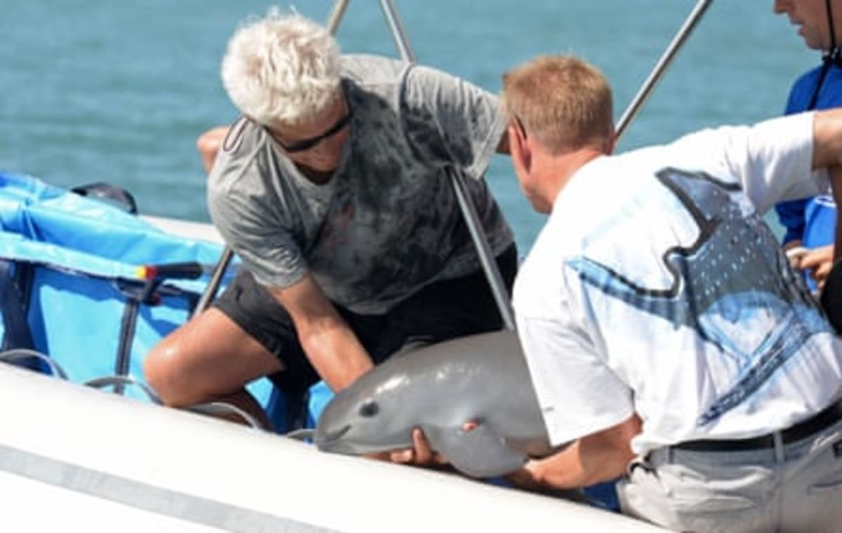 Scientists Digitize World's Rarest Porpoise to Save Species - Image 5