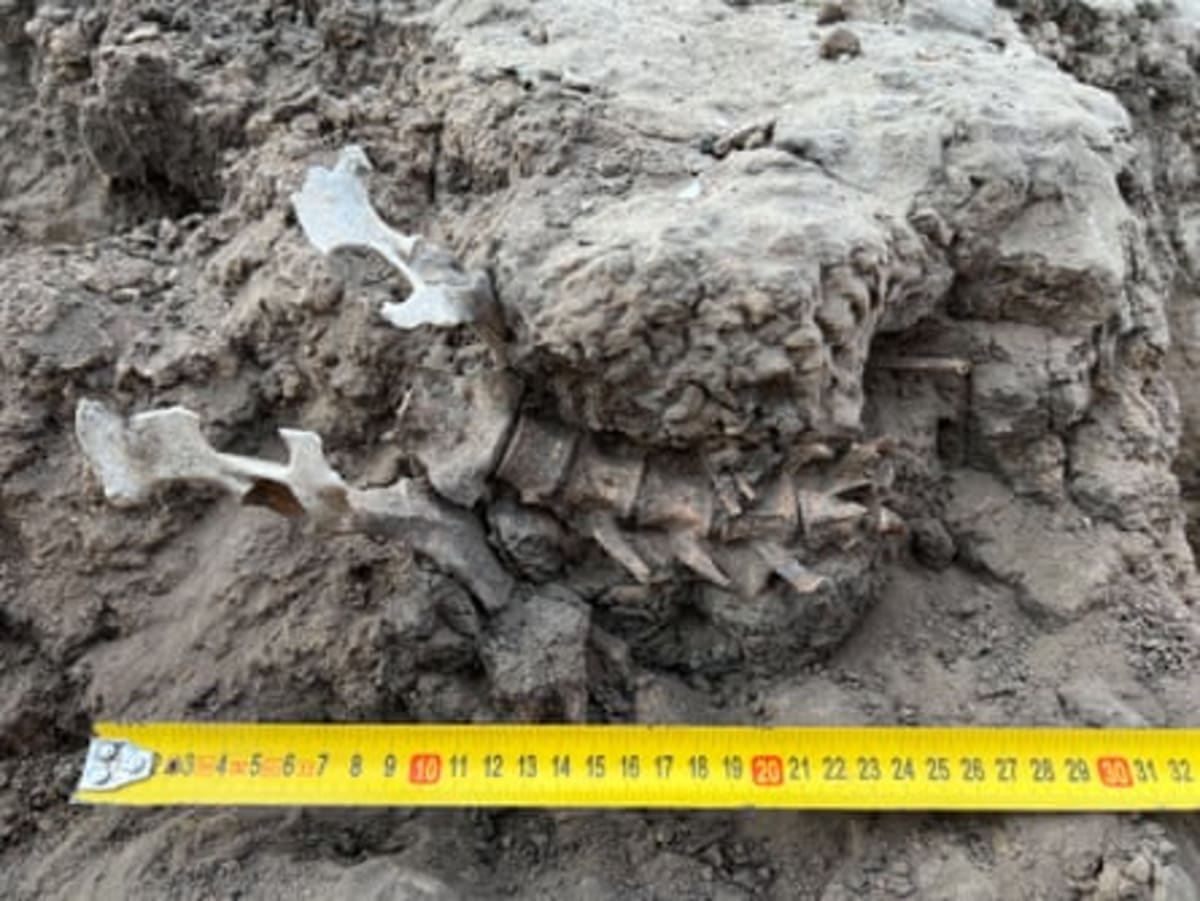 1,000-Year-Old Dingo Burial Reveals Ancient Bond - Image 5