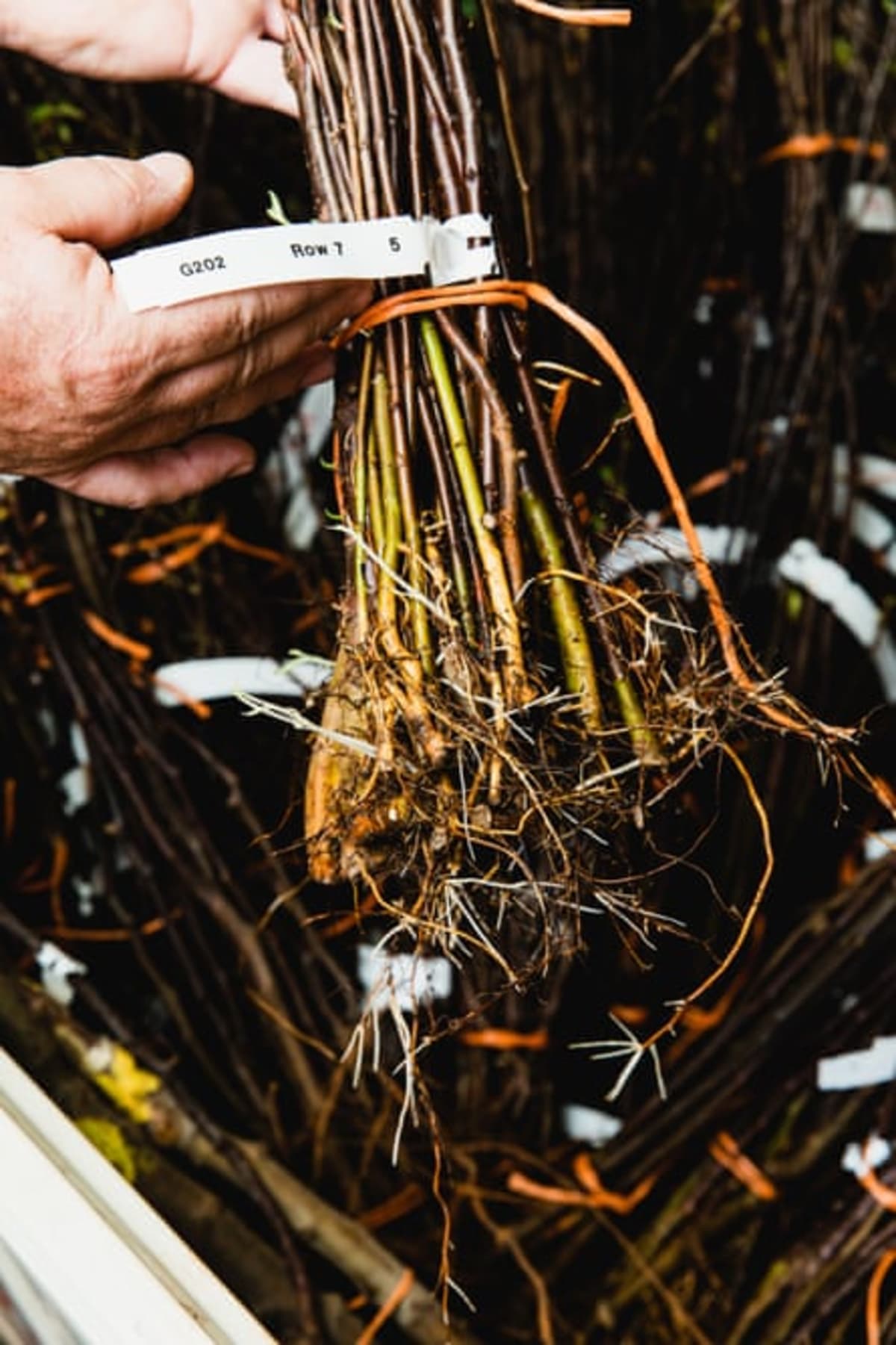 Scientists Build Climate-Proof Apples in New York - Image 5