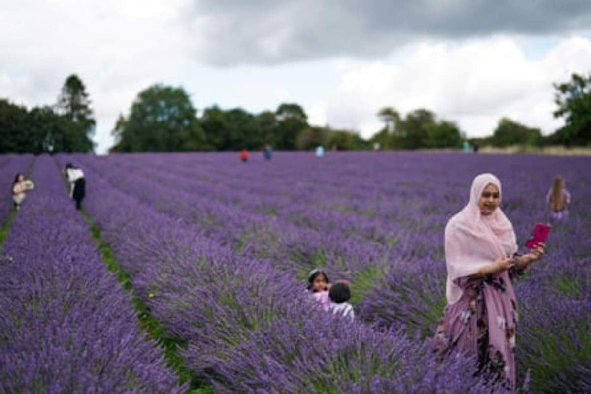 British Gardeners Choose Purple as Their Favorite Color - Image 4