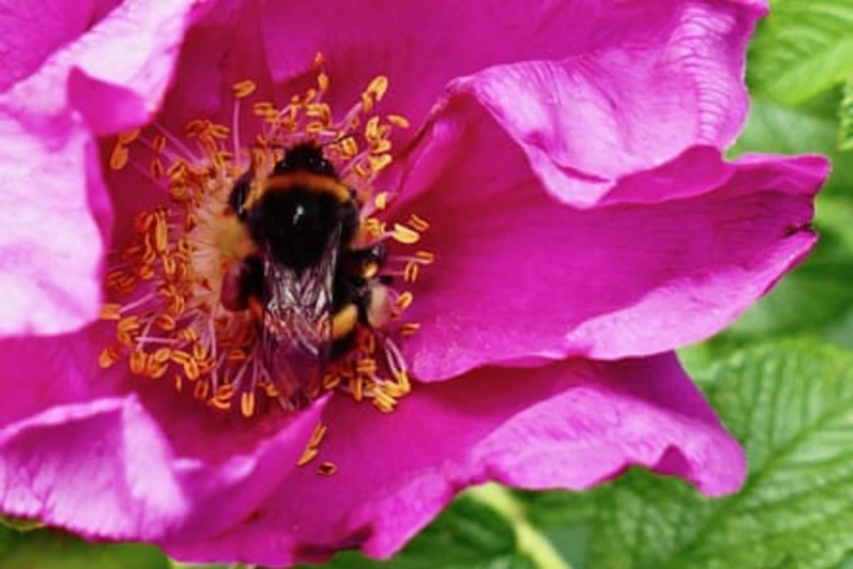 Bees Make Perfect Baby Food From Mixed Pollen Sources - Image 4