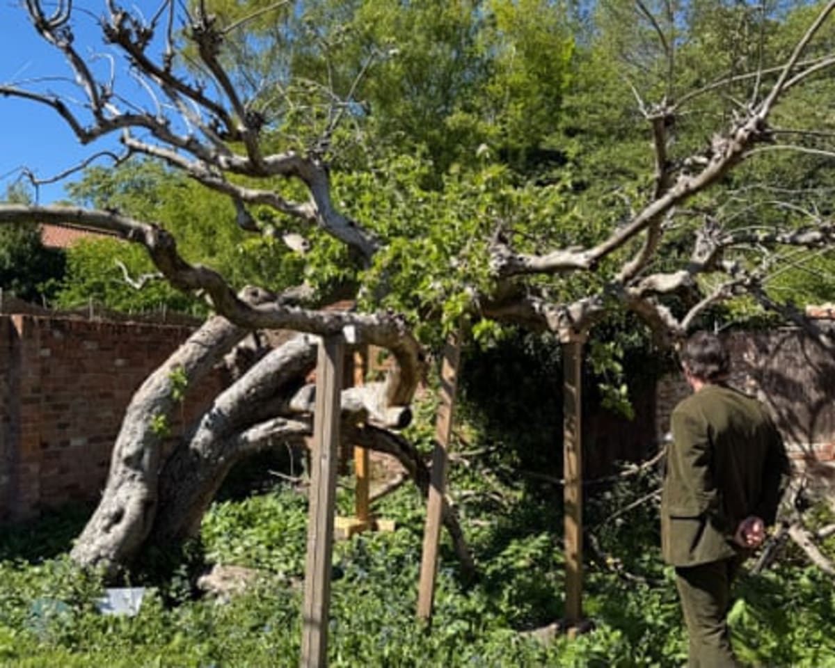 220-Year-Old Apple Tree That Fed Millions Needs Saving - Image 3