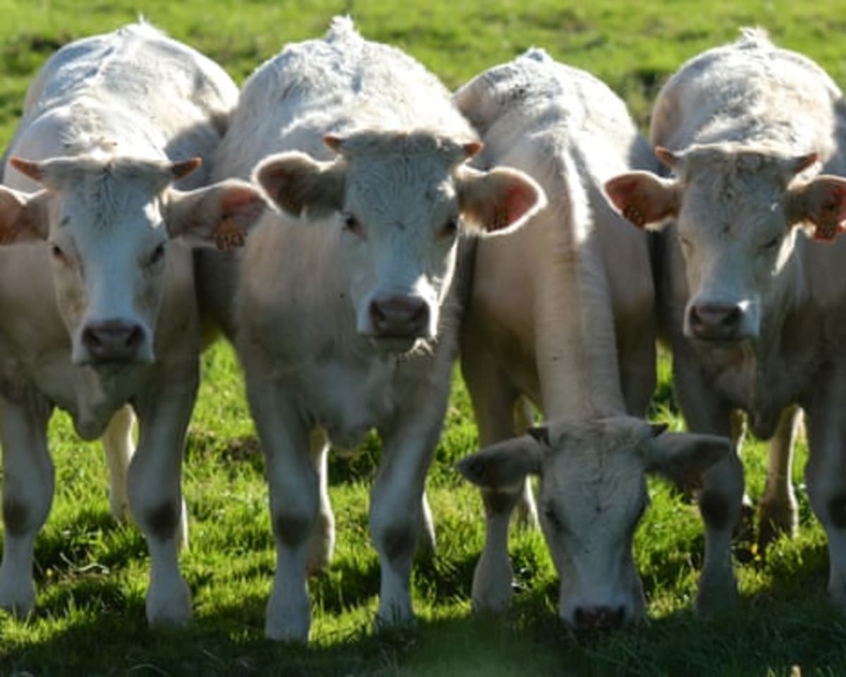 England Ends Badger Cull, Will Vaccinate Cattle by 2030 - Image 3