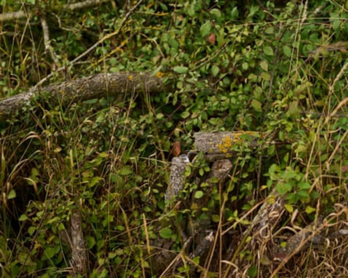 England Farmers Revive Ancient Hedge Craft to Fight Climate - Image 4