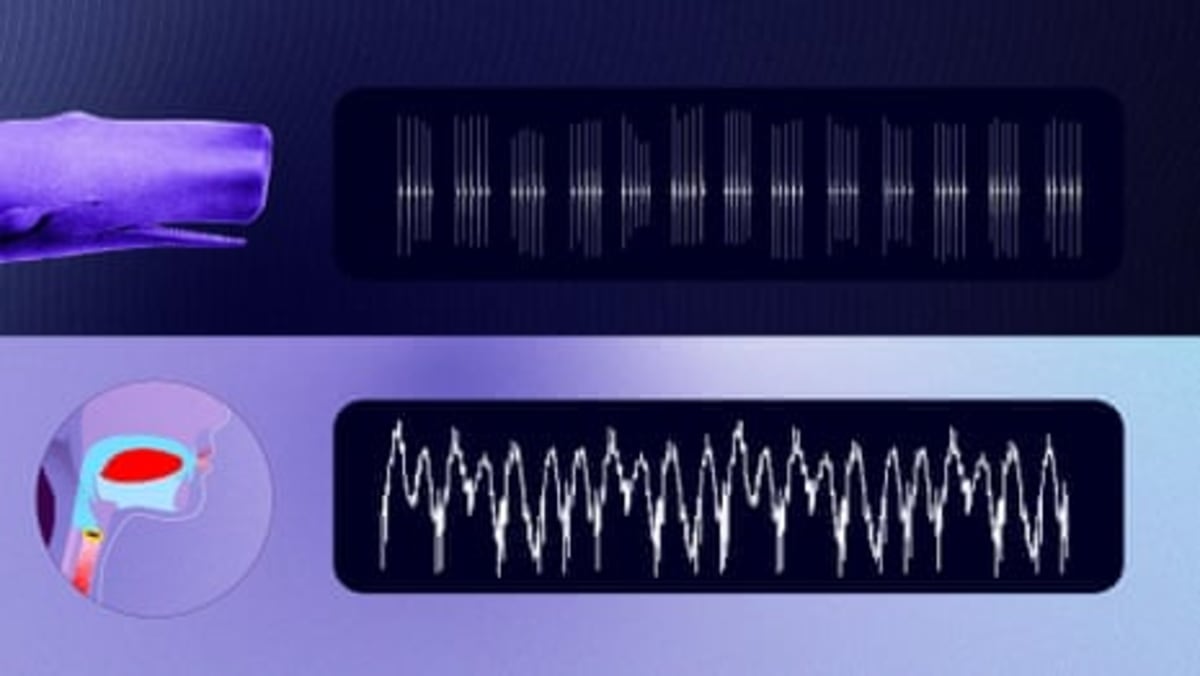 Sperm Whales Use Vowels Like Humans, Scientists Discover - Image 4