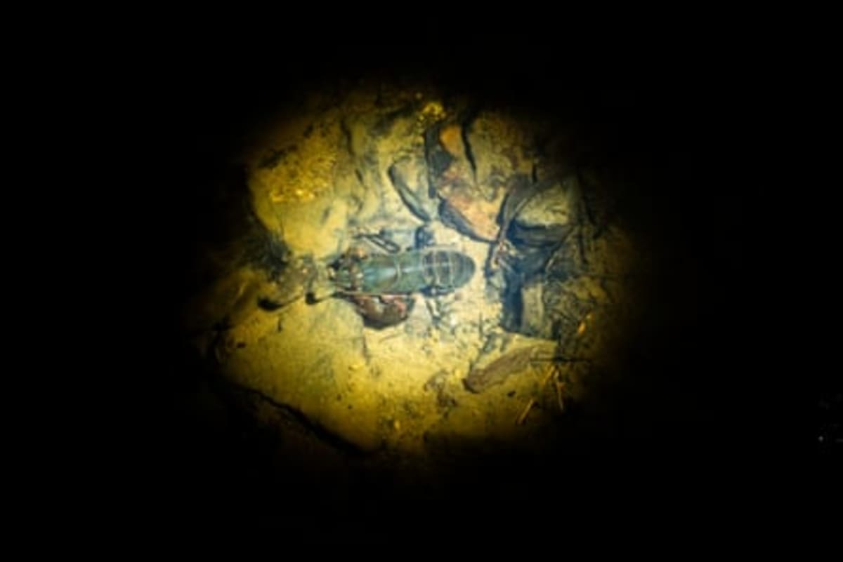 Australia Saves 36 Ancient Crayfish Species From Extinction - Image 5