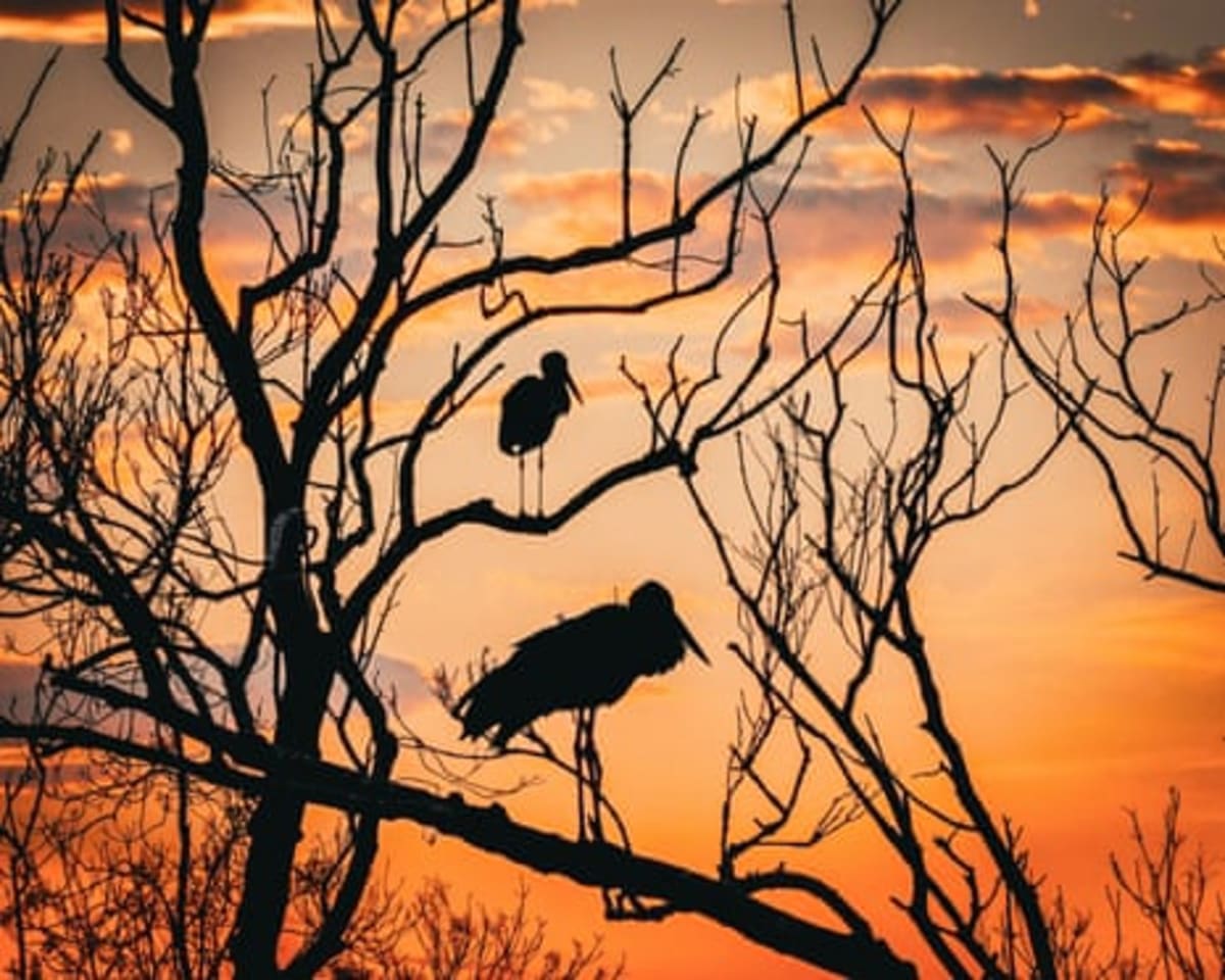 Wildlife Stable in Unesco Sites While 75% Crashes Elsewhere - Image 3