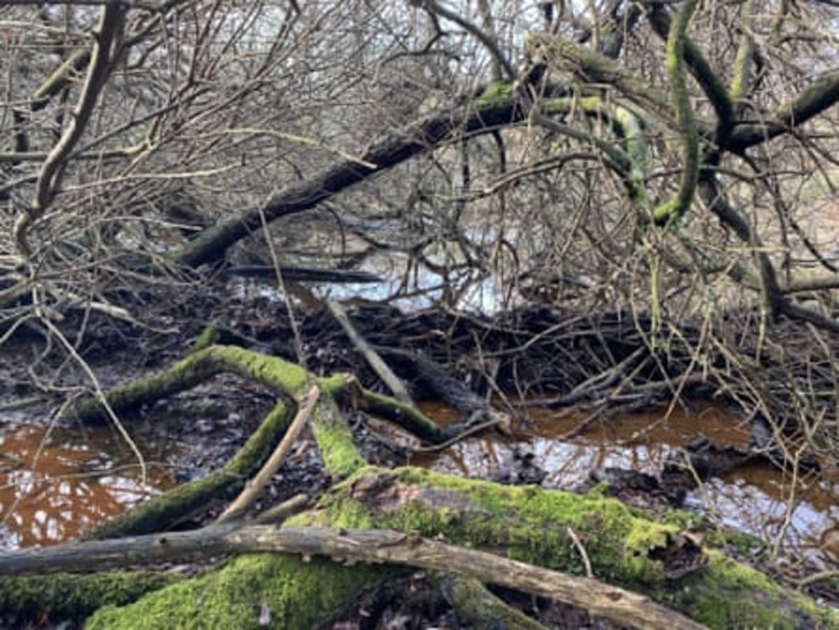 Beavers Build 35-Meter Dam, Transform Dorset Wildlife - Image 4