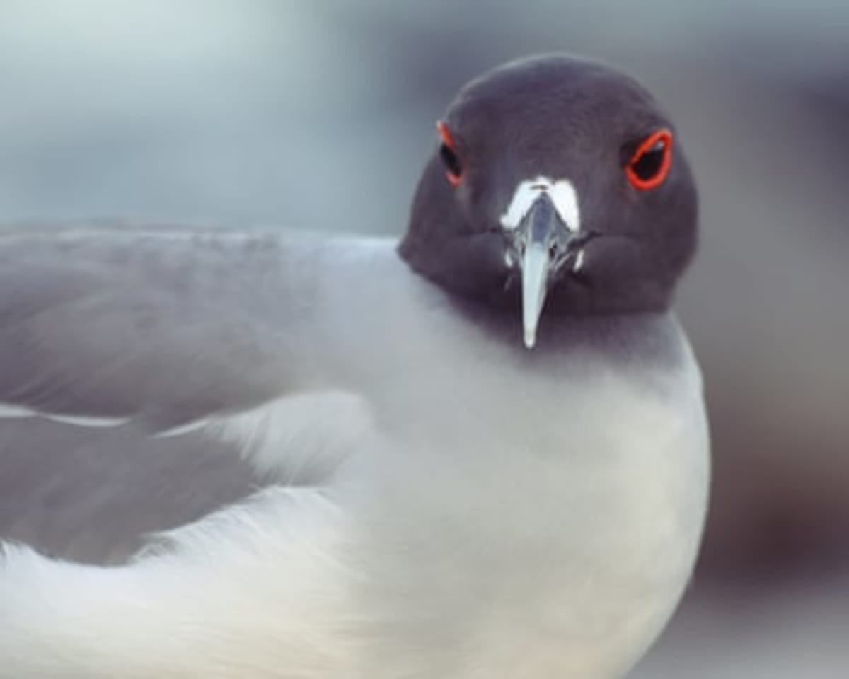 Galápagos Gulls Thrive Despite Being World's Rarest - Image 3