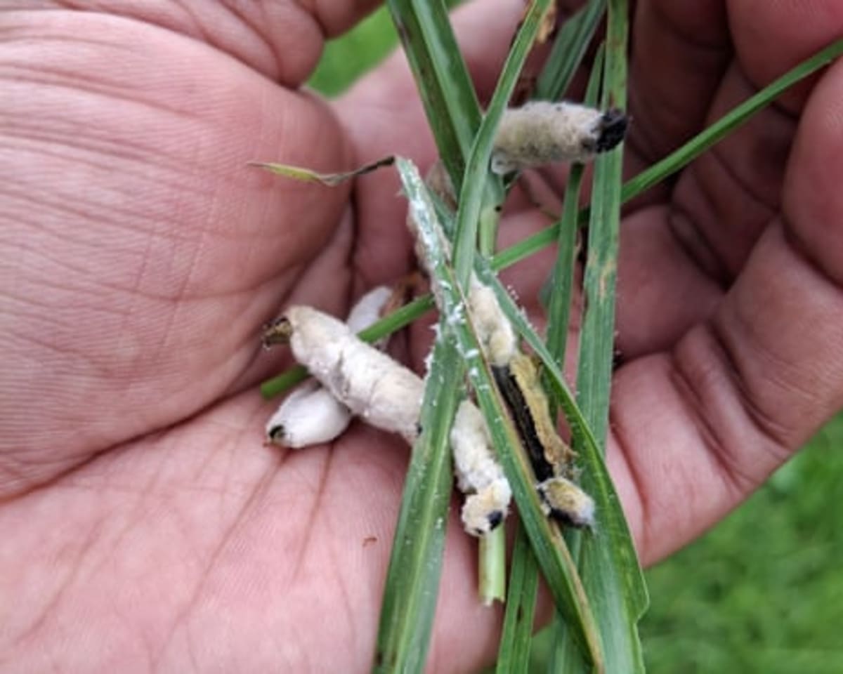 Soil Fungus Could End African Armyworm Crop Devastation - Image 3