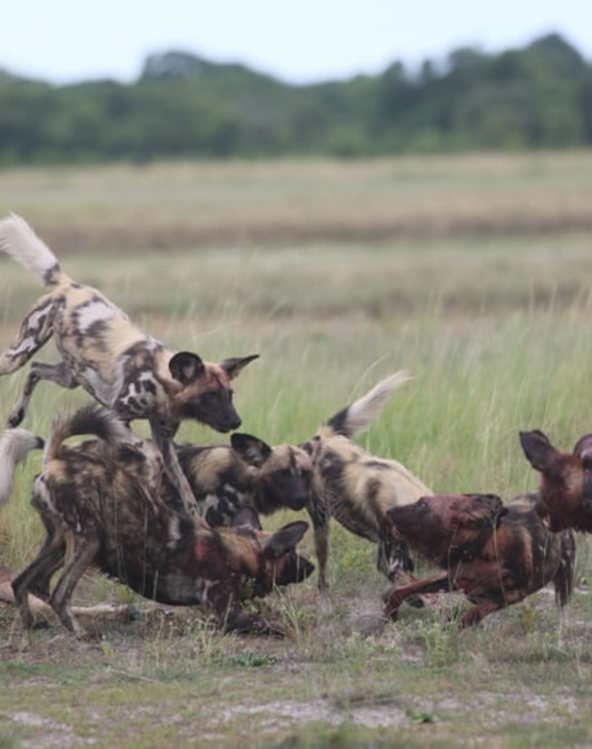 Three Wild Dogs Travel 2,500 Miles Across Africa to Find Home - Image 4