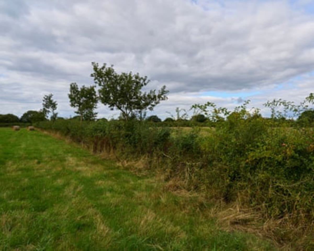England Farmers Revive Ancient Hedge Craft to Fight Climate - Image 5