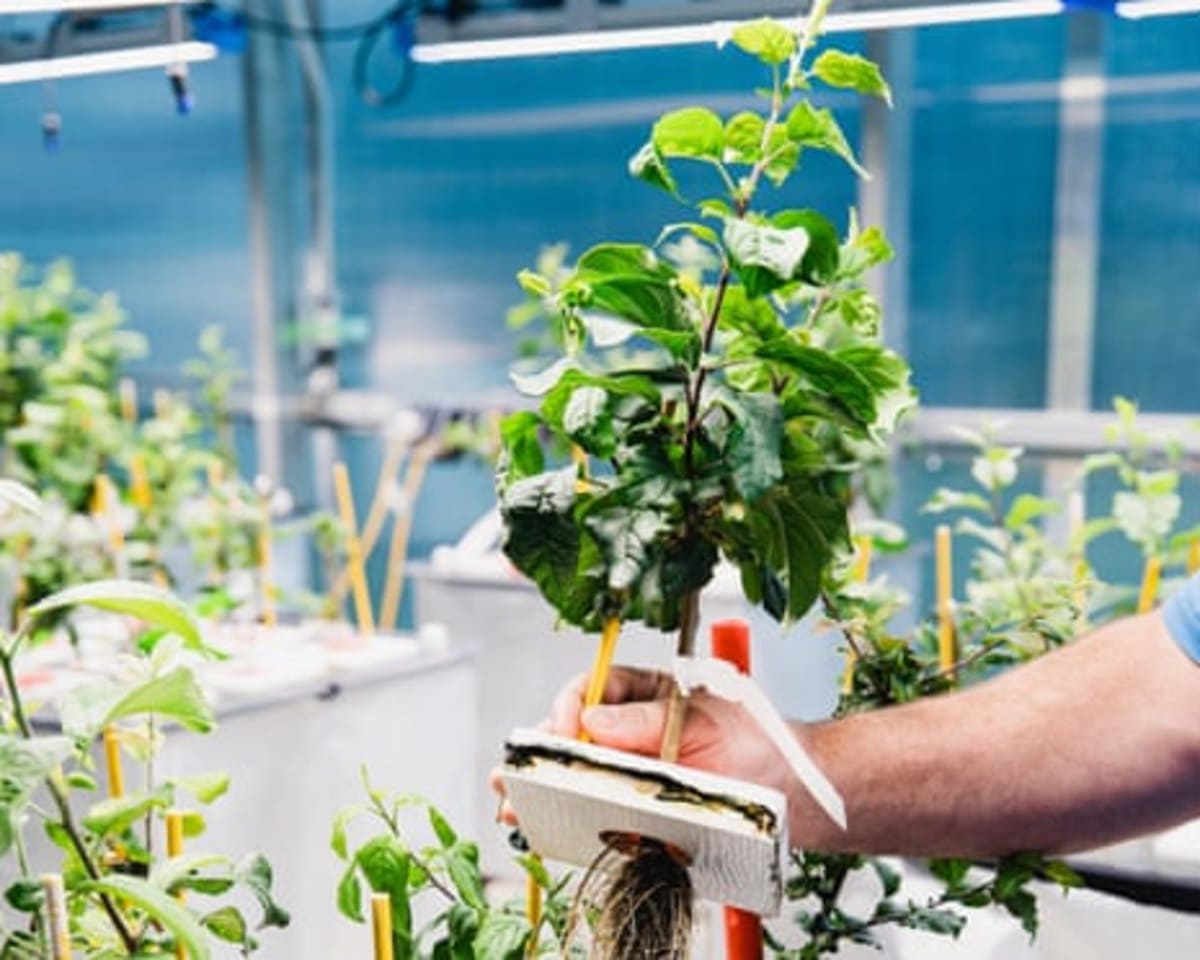 Scientists Build Climate-Proof Apples in New York - Image 3