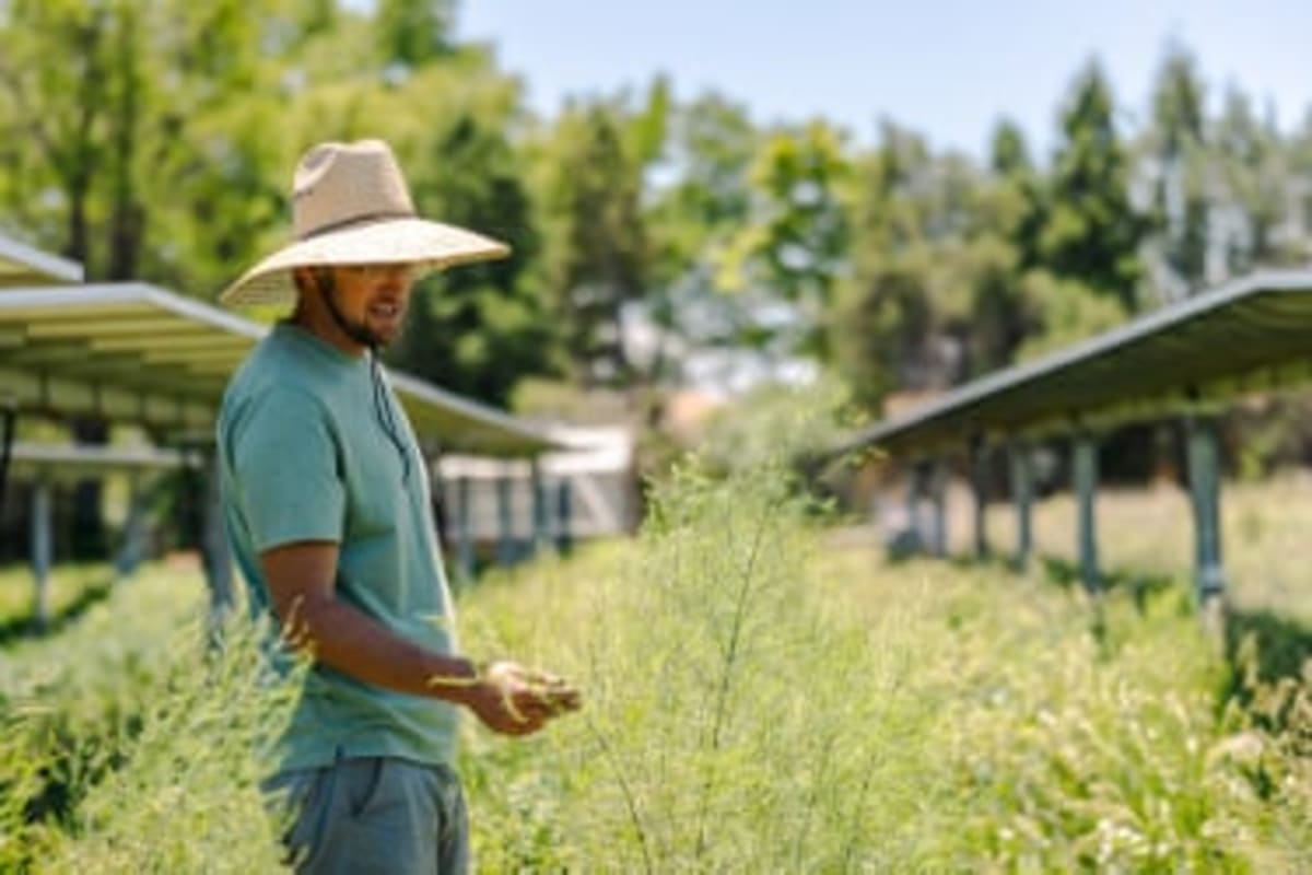 Colorado Farm Pairs Solar Panels With Crops for Triple Win - Image 3