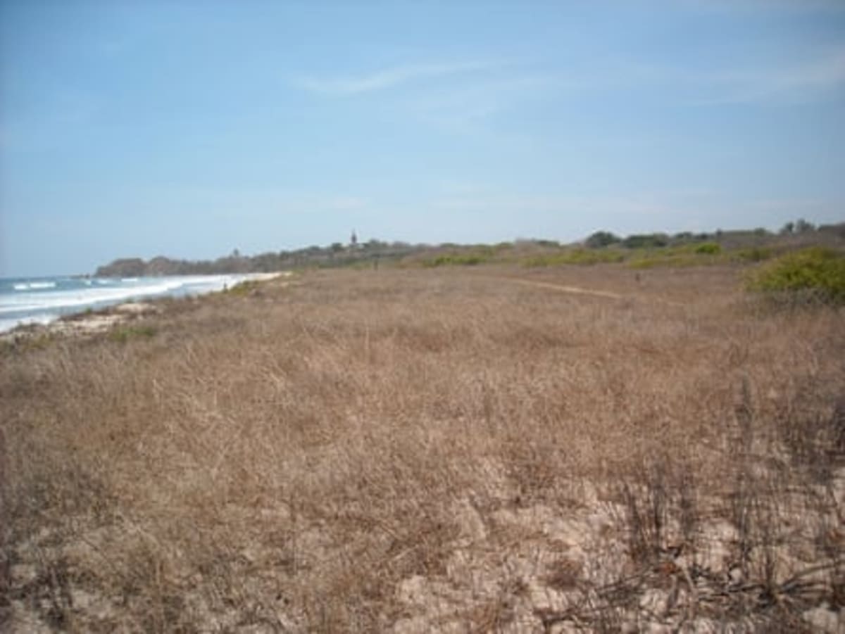Surfer Plants 100,000 Trees, Transforms 34 Costa Rica Beaches - Image 4