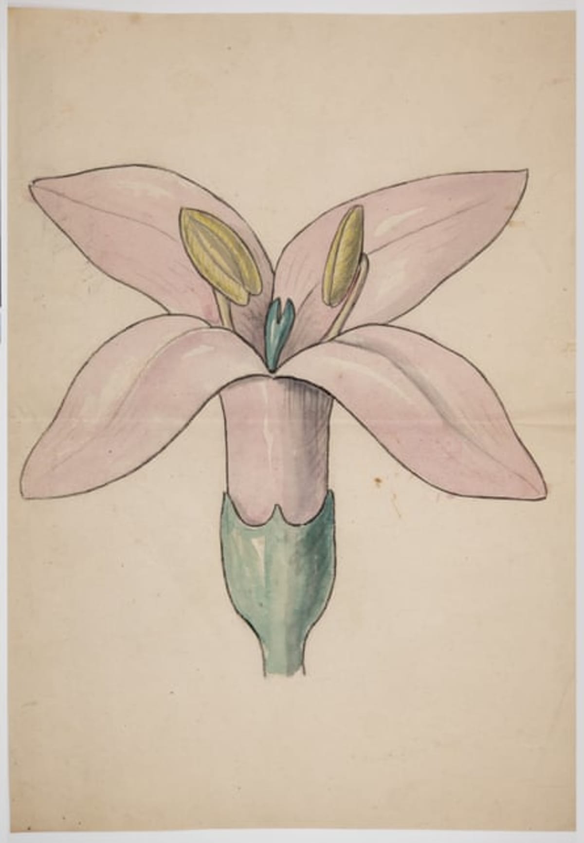 Cambridge Revives Darwin's 200-Year-Old Botany Course - Image 4