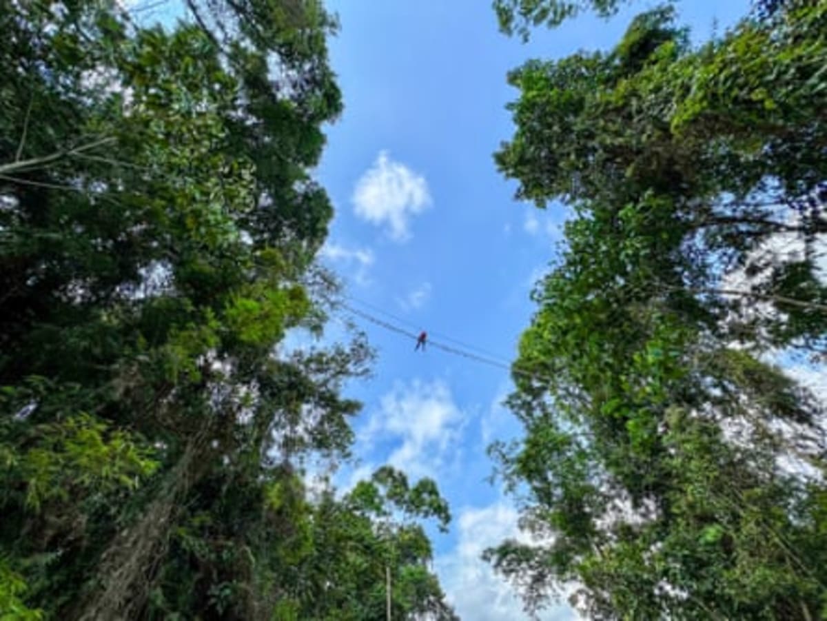 Sumatran Orangutan Crosses Canopy Bridge After 2-Year Wait - Image 5