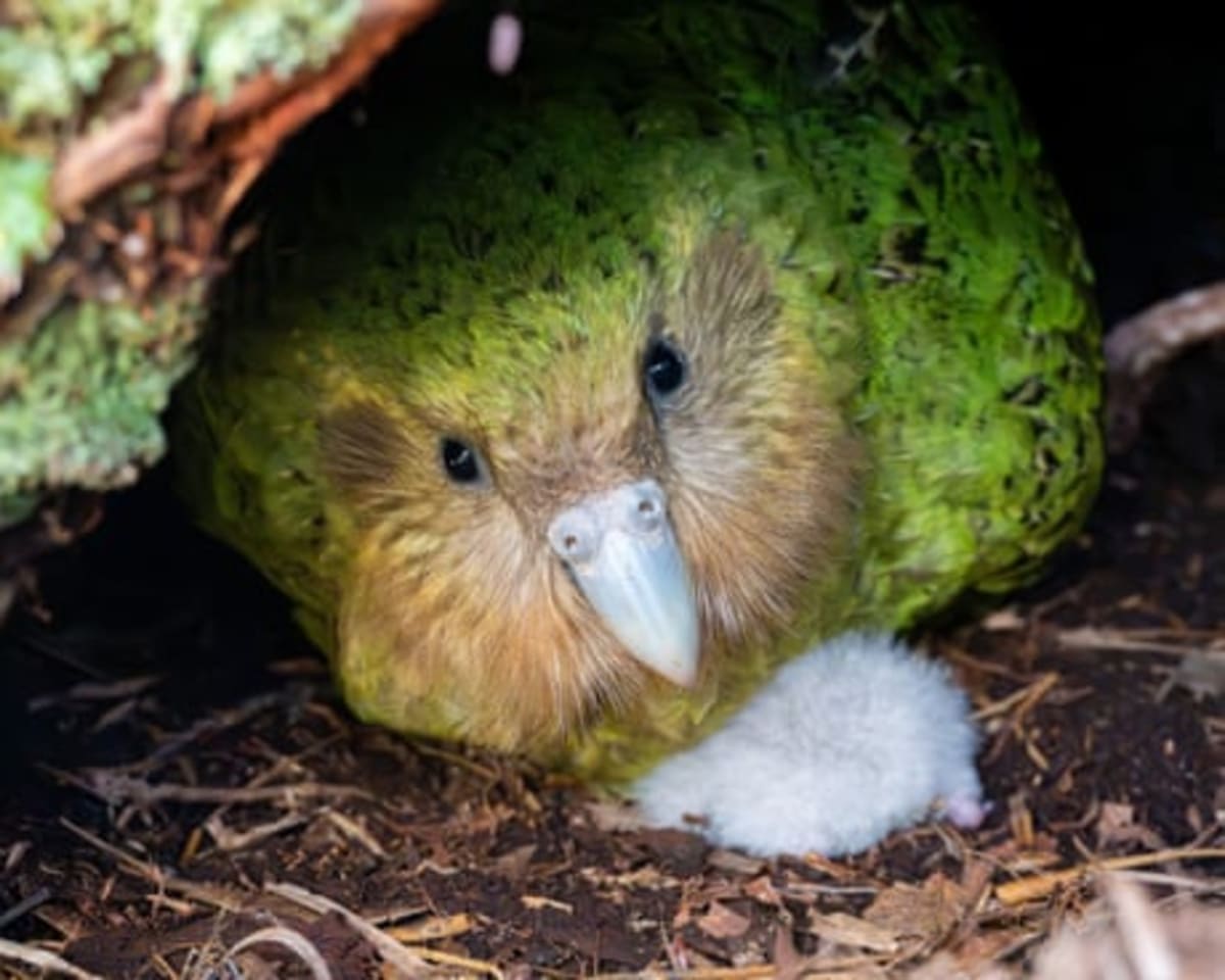 World's Heaviest Parrot Hits 325 After Record Year - Image 4
