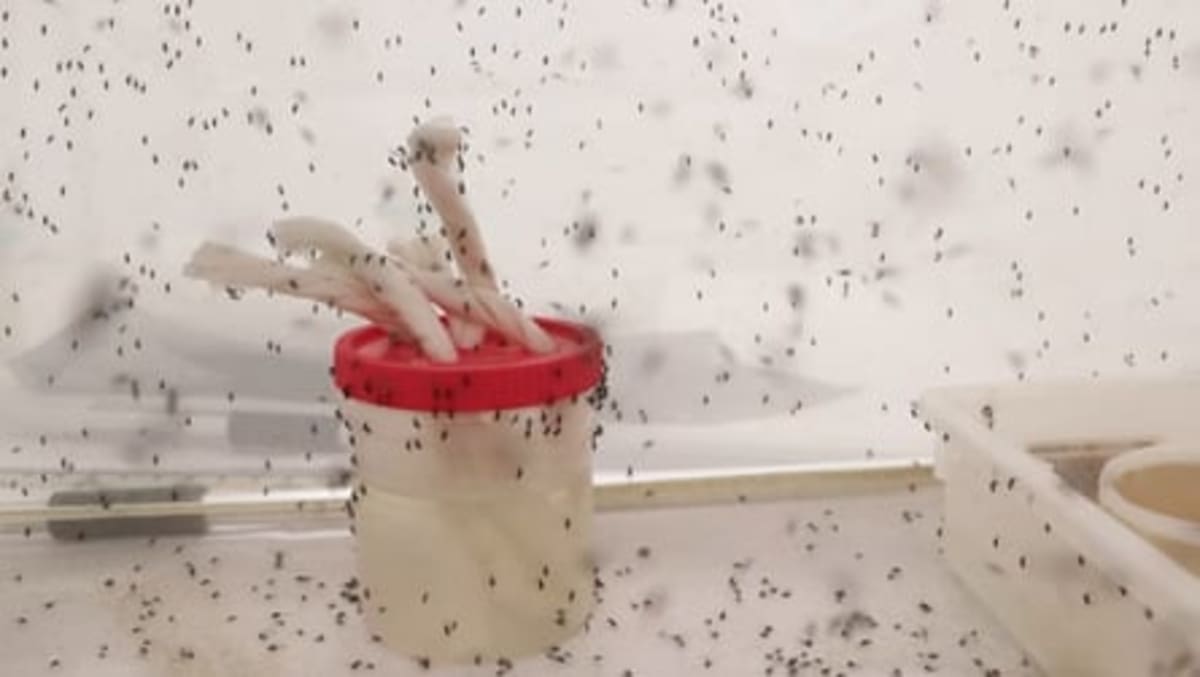 California Releases 500K Bacteria-Carrying Mosquitoes to Win - Image 4