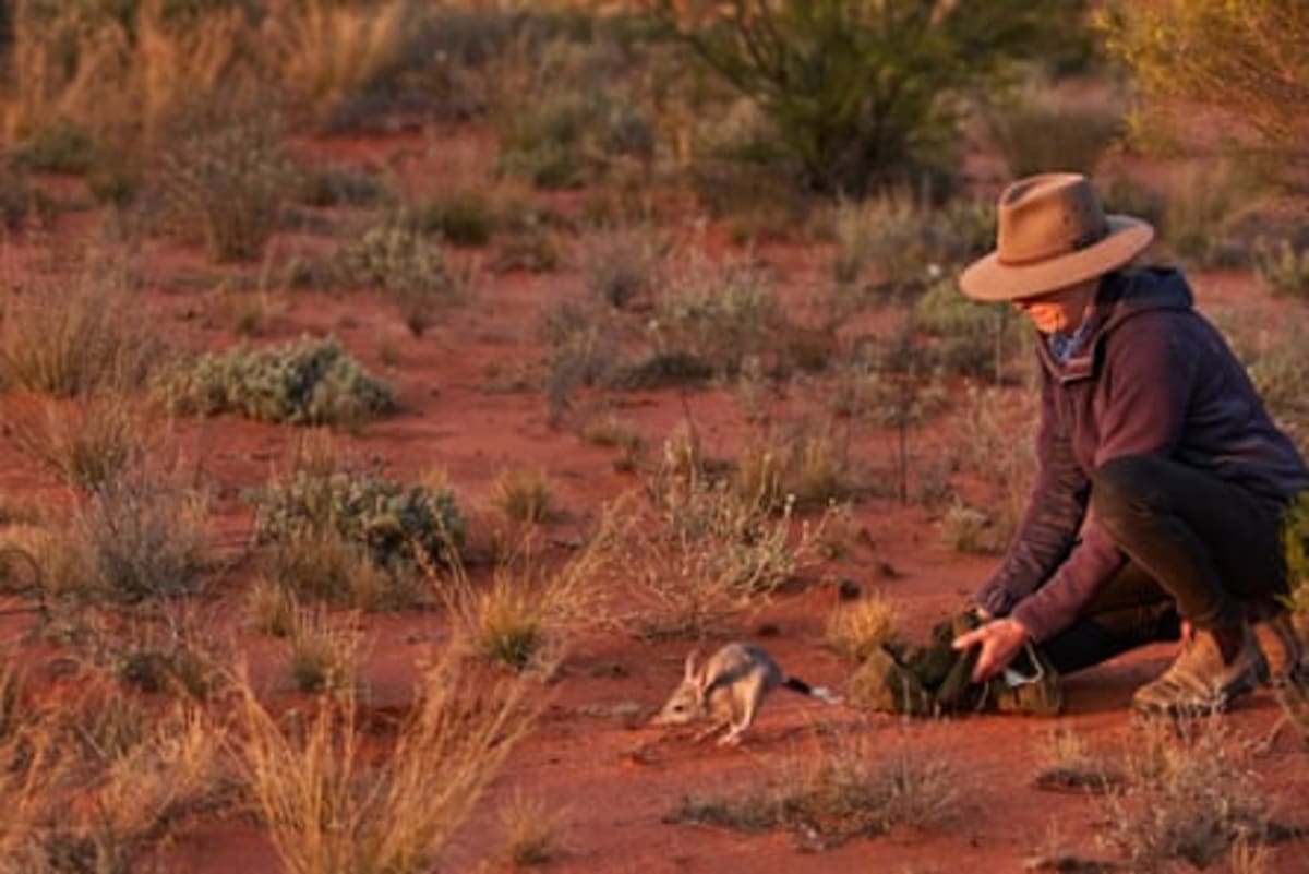 Australian Bilbies Surge from 50 to 2,000 in Seven Years - Image 5