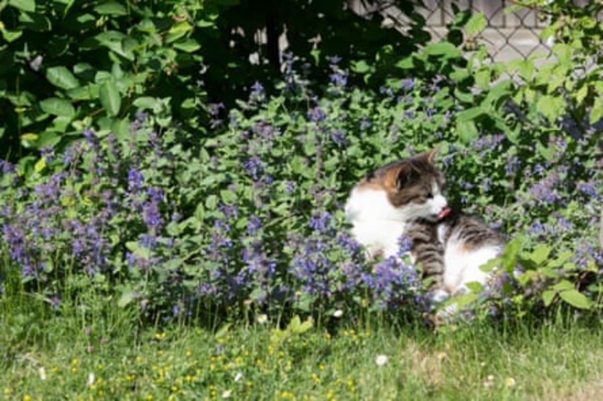 Catnip Lotion Works as Well as Deet Against Mosquitoes - Image 4