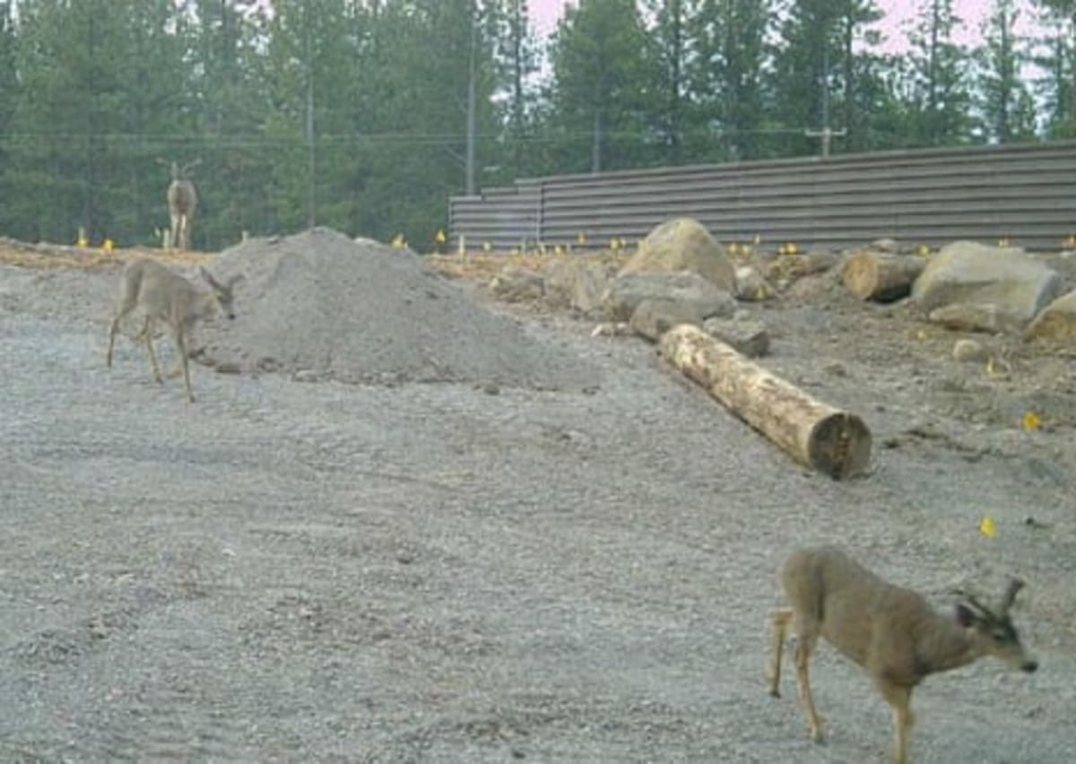 Deer Cross California's First Wildlife Bridge Before It Opens - Image 3