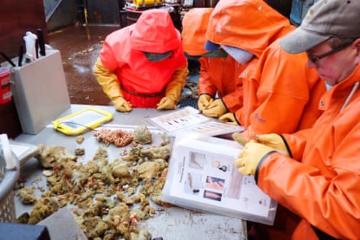 Scientists Discover 9 New Sponge Species Off Alaska Coast - Image 4