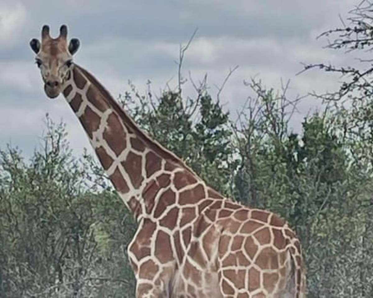 Missing Giraffe Found Safe After 2-Week Texas Adventure - Image 3