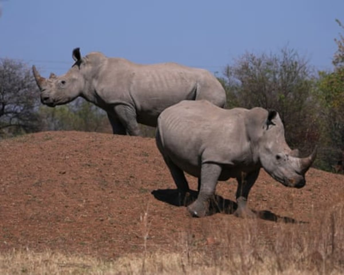 World's Largest Rhino Trafficking Case Finally Closed - Image 3