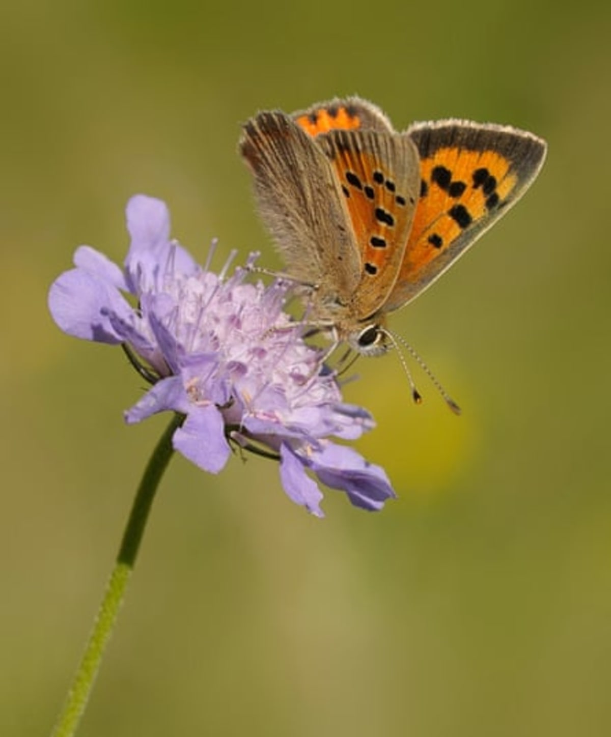Britain Votes for Favorite Butterfly in First-Ever Poll - Image 5
