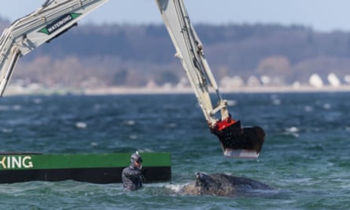 Stranded Humpback Whale Swims Free After Germany Rescue - Image 4