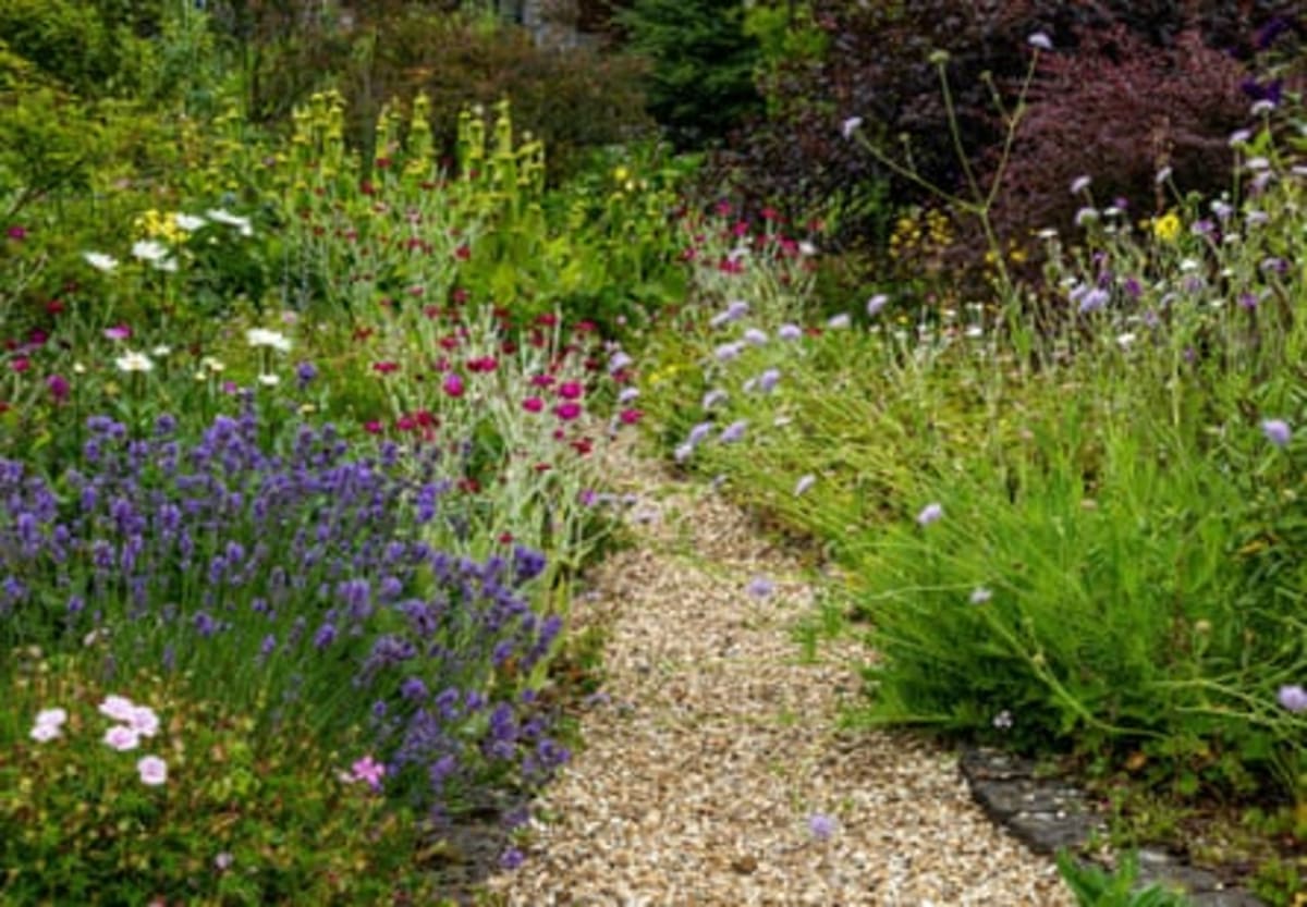 British Gardeners Choose Purple as Their Favorite Color - Image 5