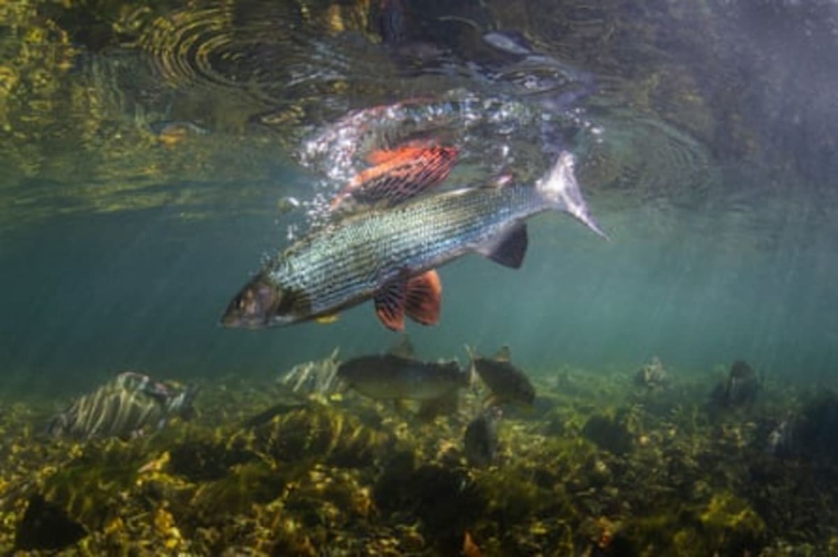 First Woman Leads Grayling Society to Save 'Lady of Stream - Image 5