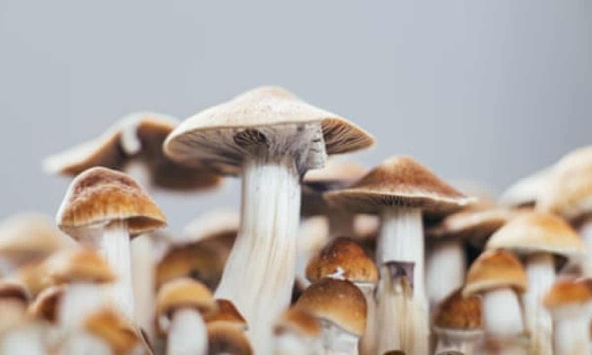 New Zealand Approves MDMA for Severe PTSD Treatment - Image 4