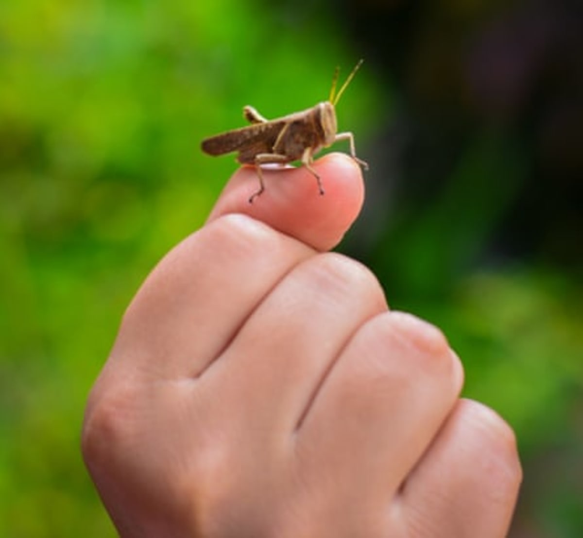 Scientists Find Crickets Nurse Sore Antennae Like Dogs - Image 4