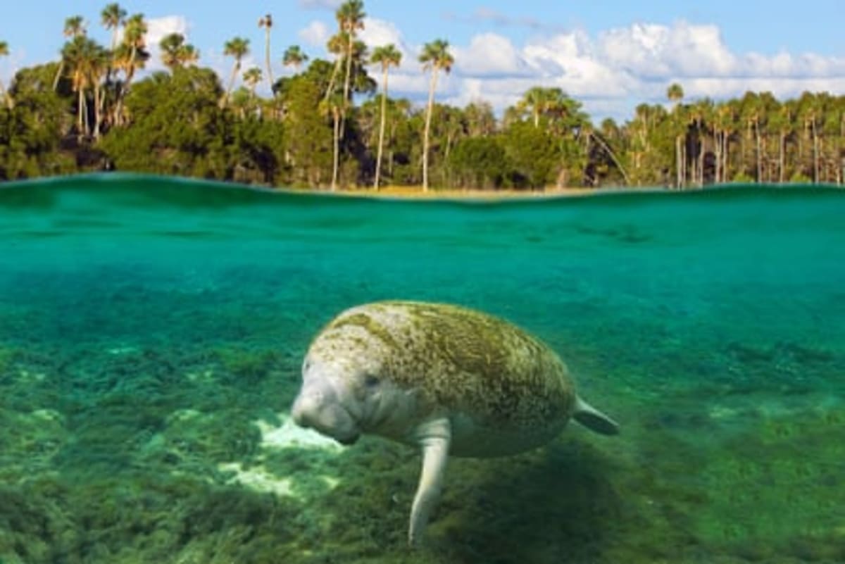 Florida Creates Ocean 'Corridor' to Save Marine Life - Image 4