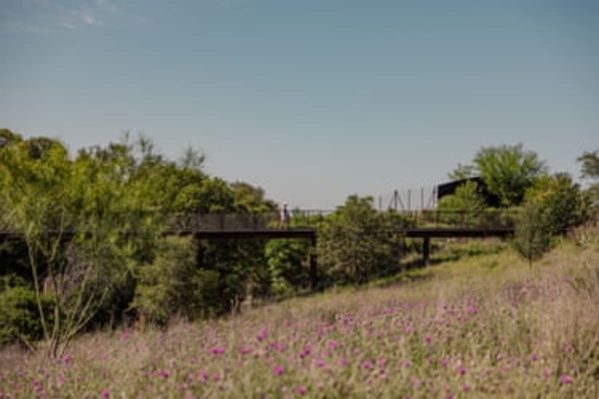 San Antonio's Wildlife Bridge Reunites a Split Ecosystem - Image 5