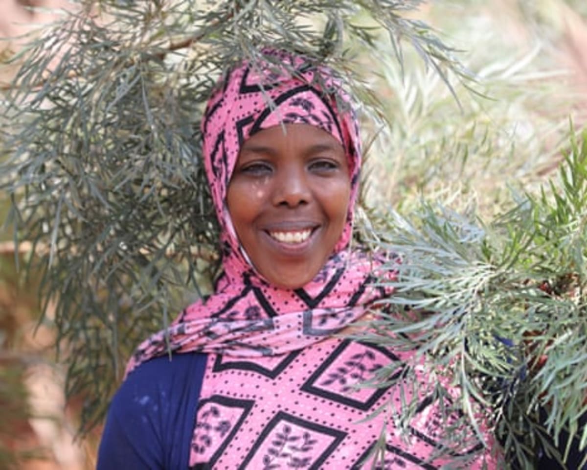 Ethiopia Plants 48 Billion Trees to Fight Climate Change - Image 3