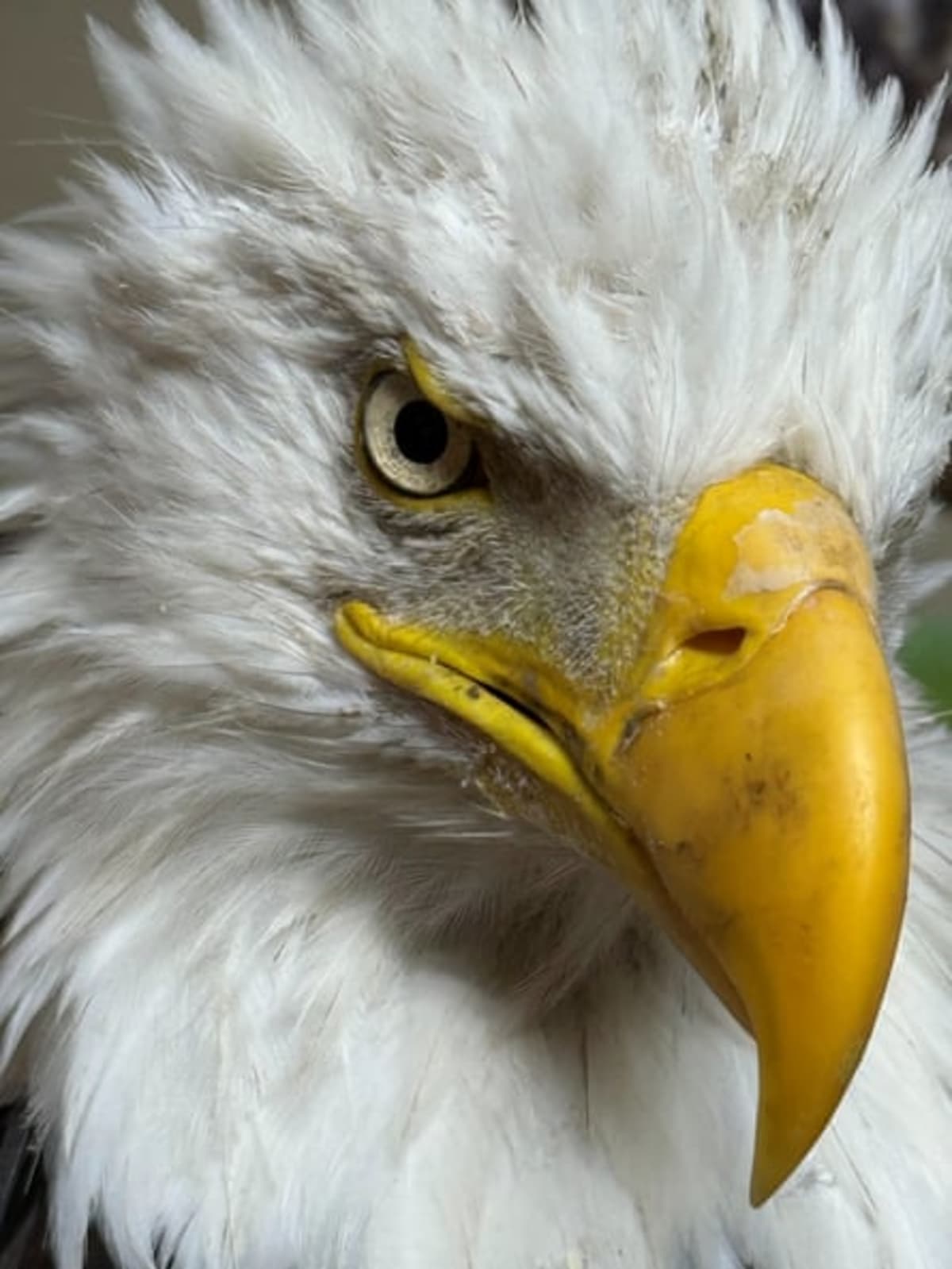 Jackie the Eagle's Fans Raised $10M to Save Her Lake - Image 5