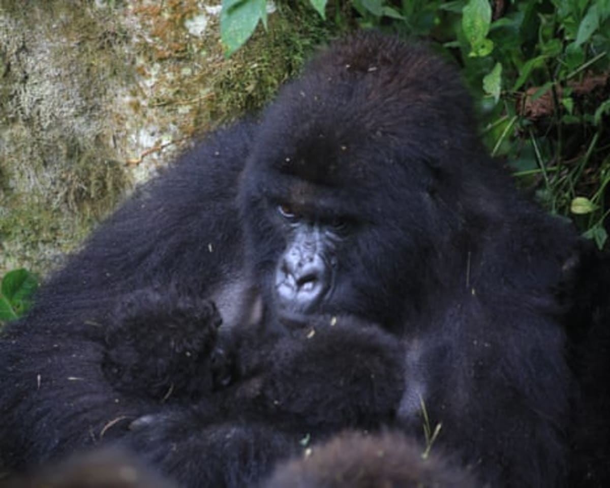 Two Sets of Gorilla Twins Born in Congo in 3 Months - Image 3