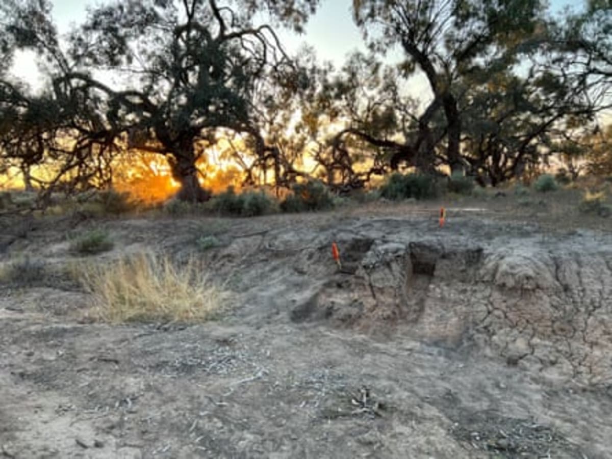 1,000-Year-Old Dingo Burial Reveals Ancient Bond - Image 4