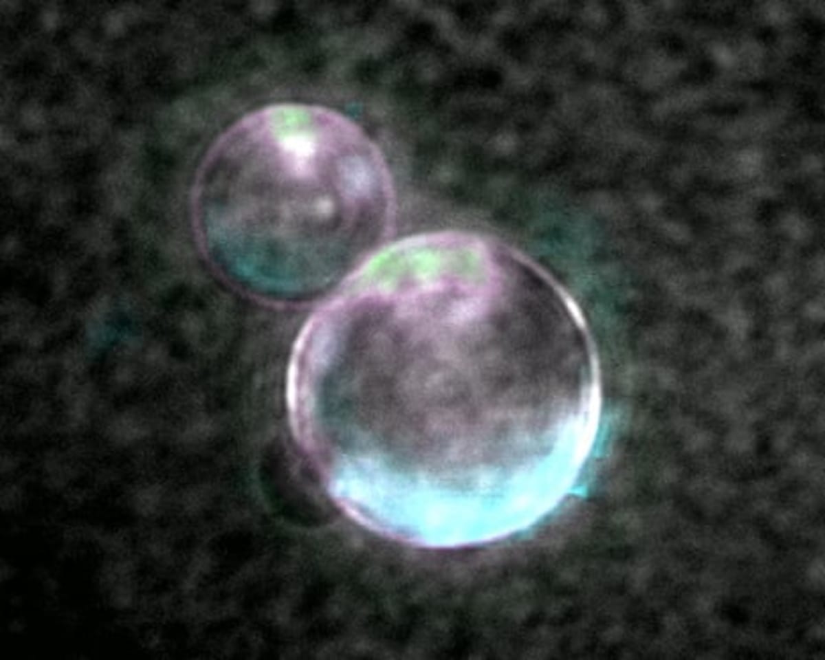 Scientists Build Synthetic Cells That Grow and Divide - Image 3
