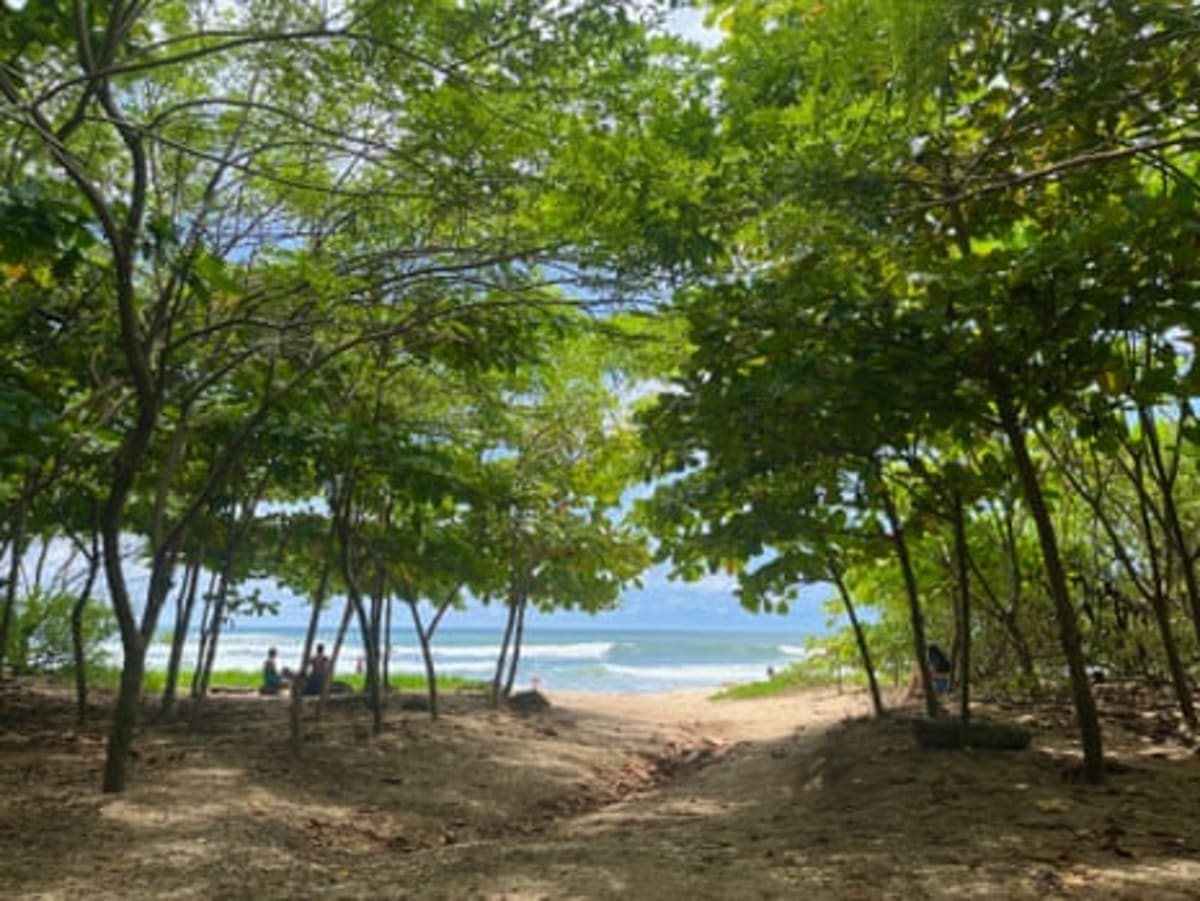 Surfer Plants 100,000 Trees, Transforms 34 Costa Rica Beaches - Image 3