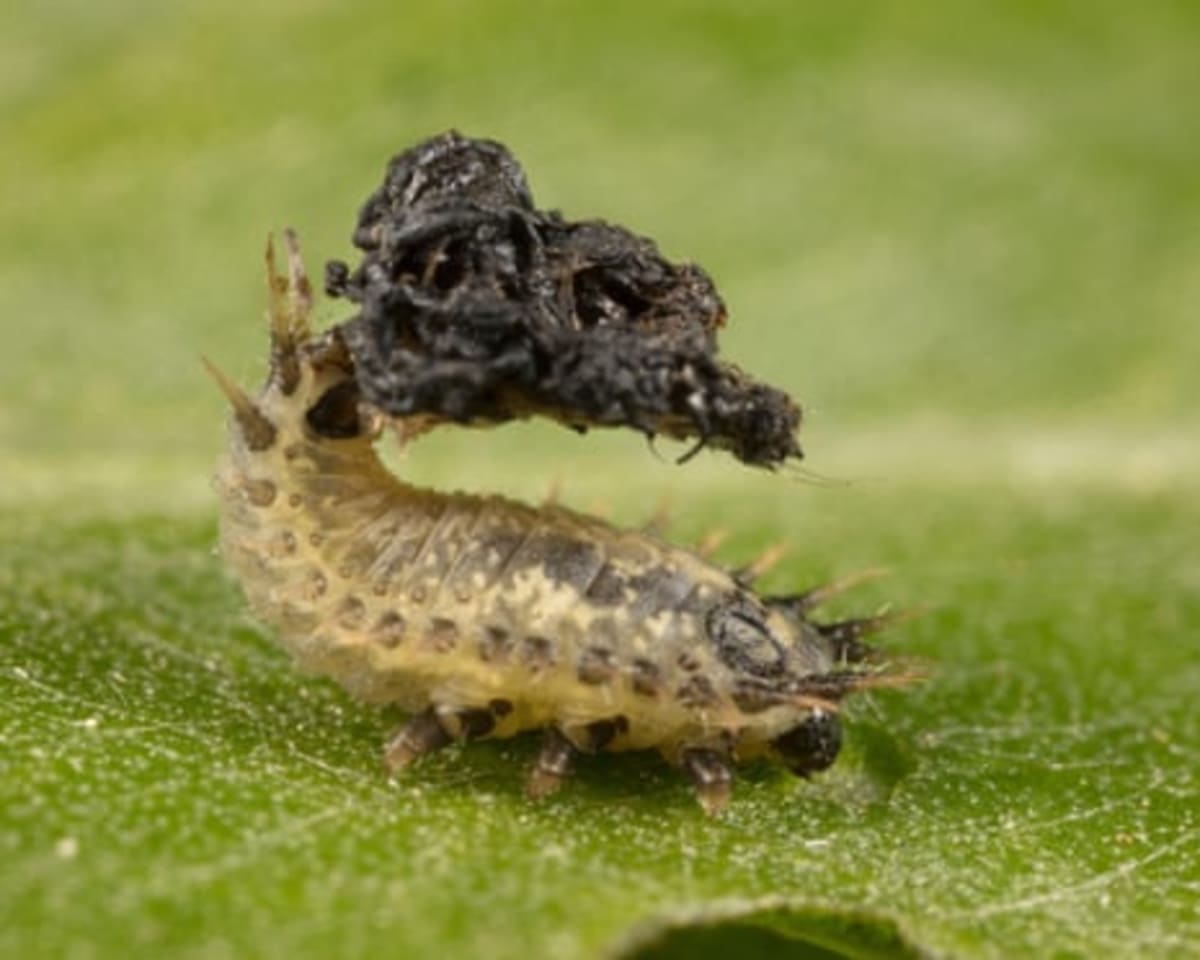 Wales Volunteers Find Beetle with Poo Umbrella Defense - Image 3