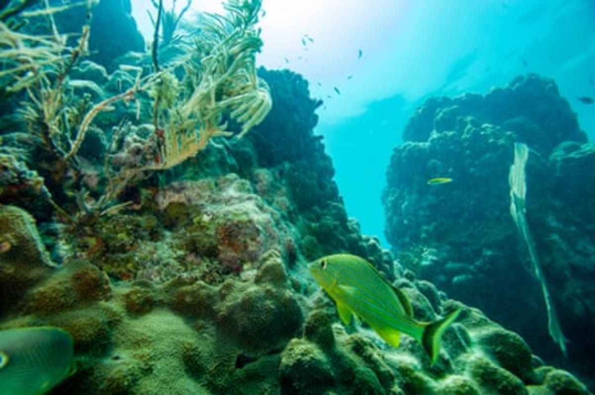 Florida Creates Ocean 'Corridor' to Save Marine Life - Image 3