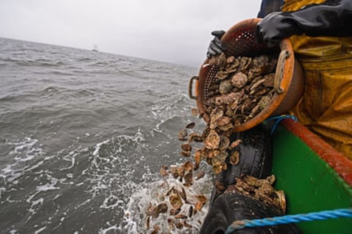 15 Million Oysters to Restore Scotland's North Sea Ecosystem - Image 4